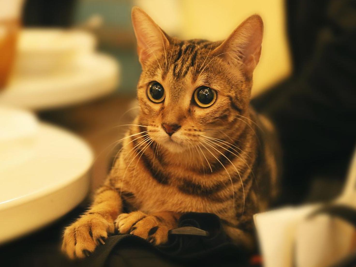 喵星人的报复行为,猫咪记仇怎样才会让它原谅