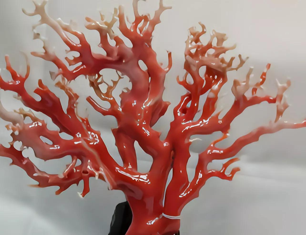 价值上百万!台湾渔*意民**外钓获红珊瑚,谁知竟受国家一级保护