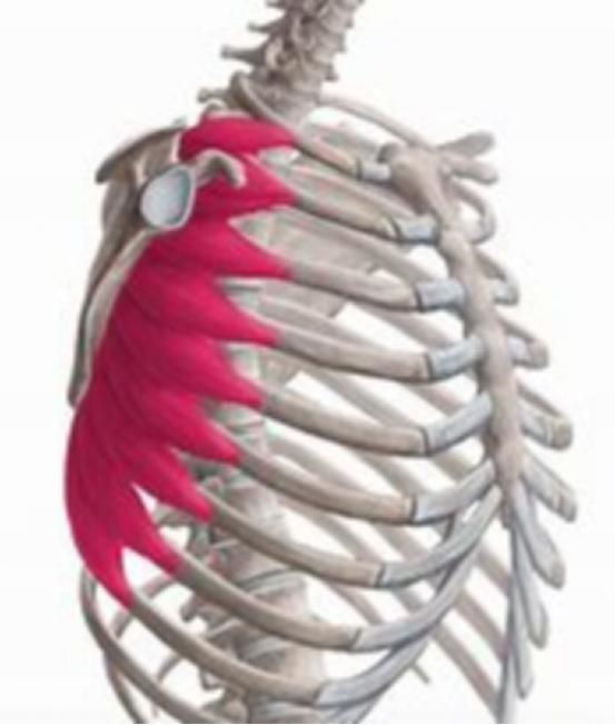 练胸伤肩怎么办,练胸怎么避免肩膀痛