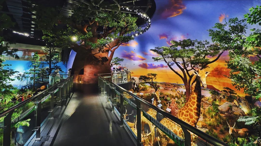 青岛贝林自然博物馆,青岛贝林博物馆门票优惠政策