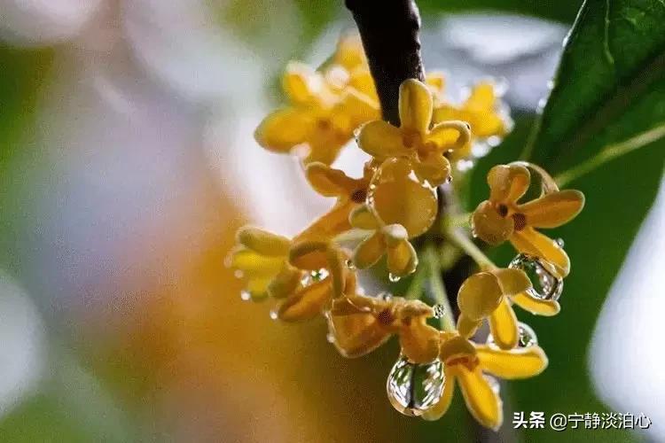 桂花是秋天的灵魂,桂花香是秋天的微醺感