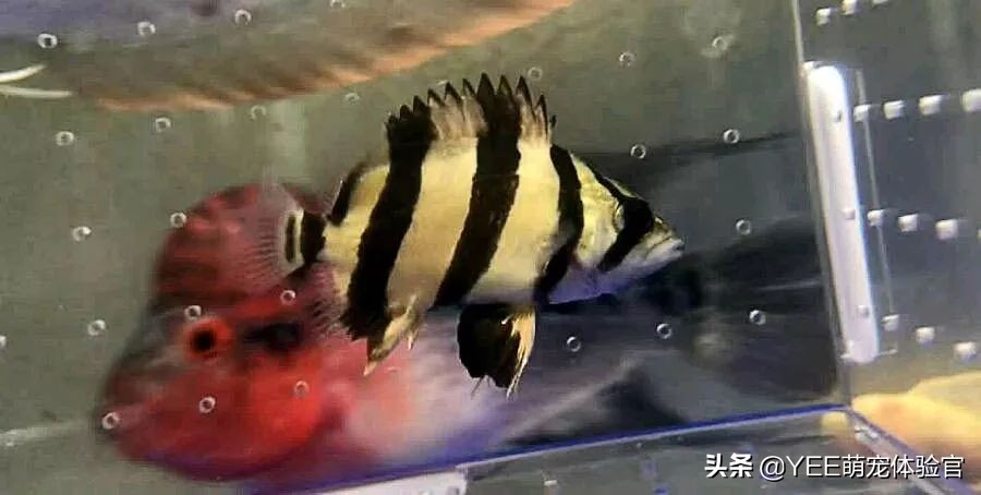 泰虎鱼为什么难养,养虎鱼七大忌讳