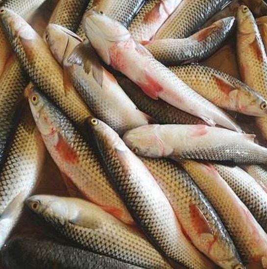 渤海湾野生海鲜图片,渤海湾海鲜为什么好