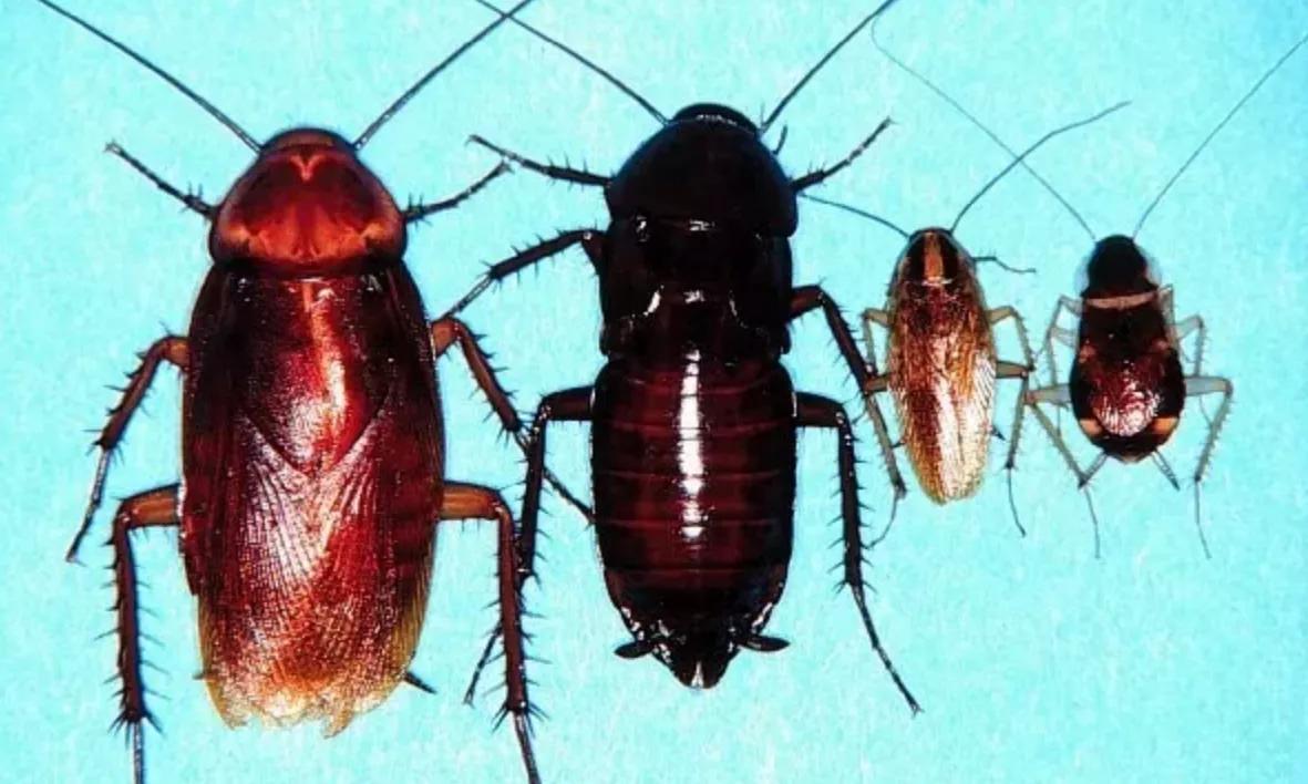 胆小者慎入！让*男猛**落泪的“南方小强”，为什么在中原频频出现？