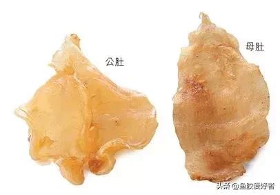 花胶最高级的做法,花胶选法