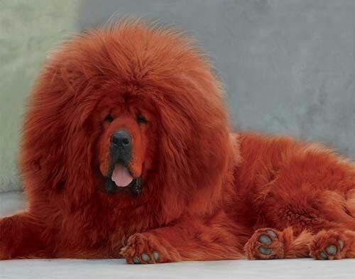 藏獒为什么不能养,王者荣耀藏獒怎么获得