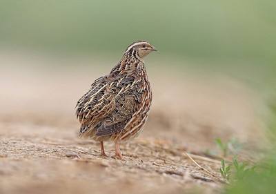 鹌鹑饲养需要喂药吗,饲养鹌鹑给他吃什么