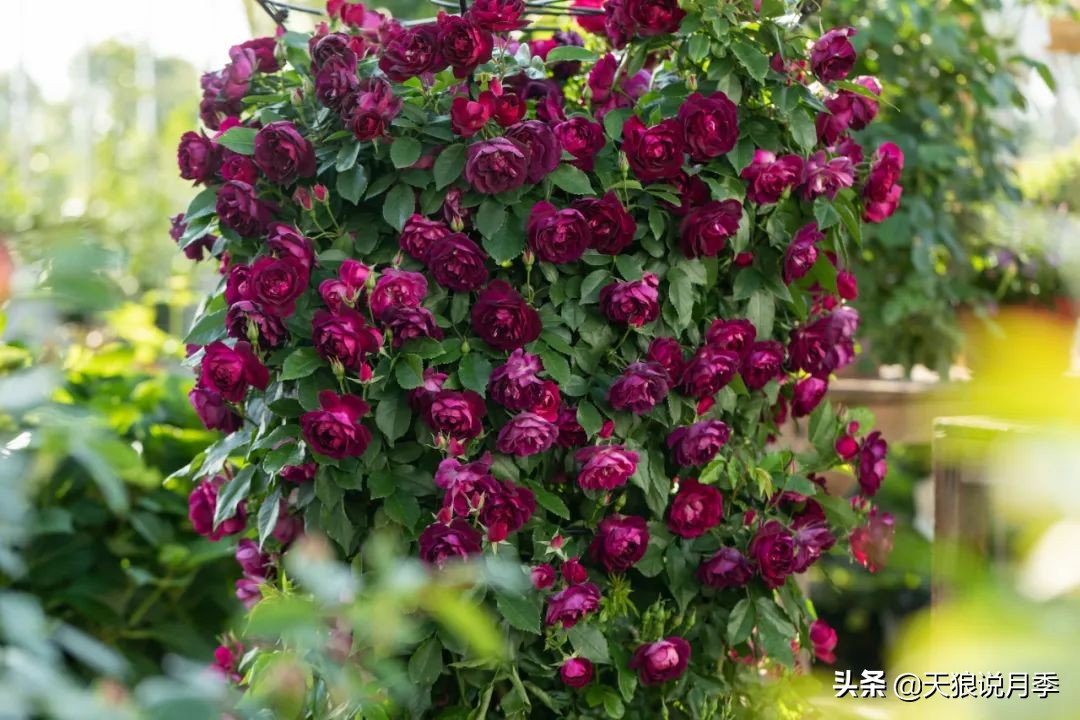 多久可以打造出一面月季花墙,月季花墙怎么养成