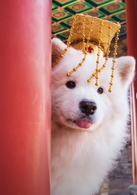 街头采访打电话说自己怀孕了,街头采访女朋友意外怀孕