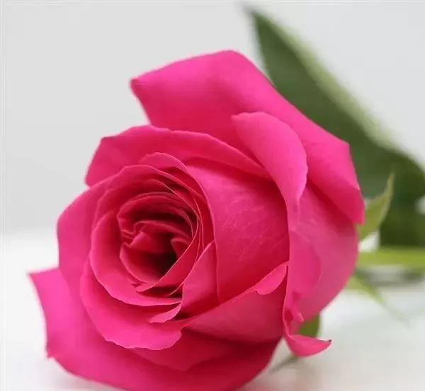 给大家介绍一下玫瑰品种,玫瑰的品种及特点介绍