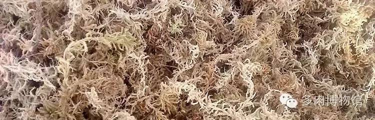 多肉用什么土长得快怎么配土,新手养多肉怎么配土最好