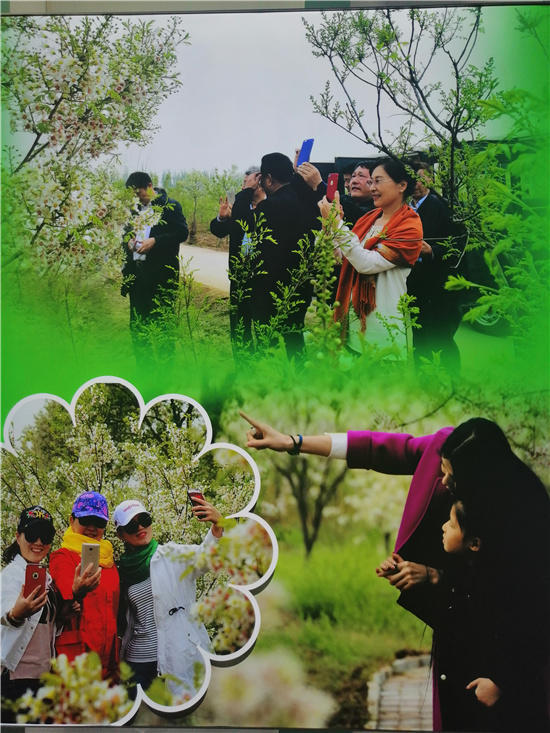 邱县第五届文冠果花节,邱县文冠花节掠影