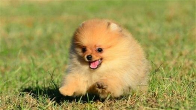 博美犬呕吐透明带白色泡沫,博美犬呕吐没精神吃什么药