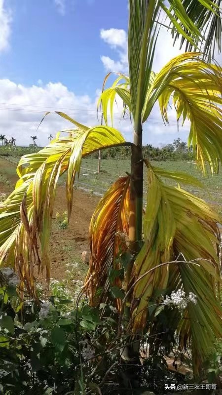 海南槟榔黄化的主要原因,槟榔黄化用什么杀菌剂呢