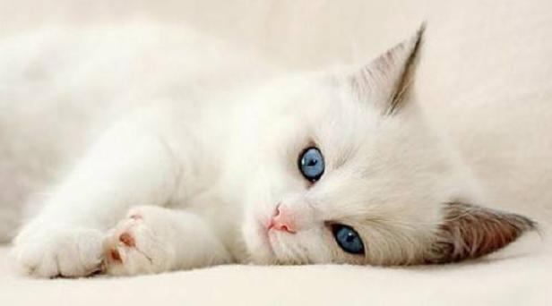 如何挑选一只自己喜欢的猫咪,怎么从一窝猫咪里挑选最乖的一个