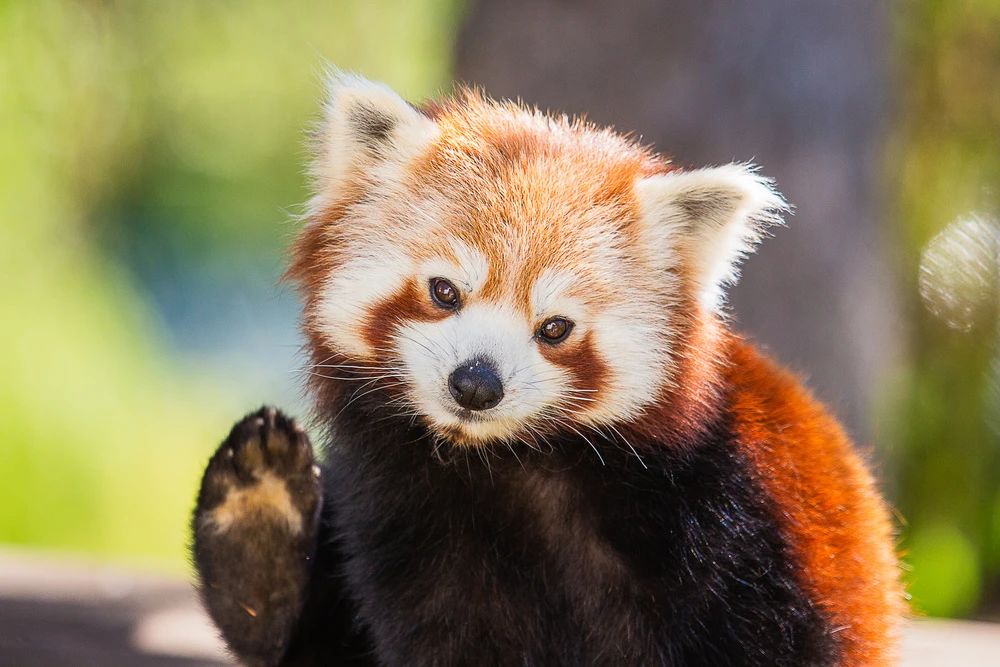 火箭浣熊是小熊猫还是小浣熊,小熊猫是浣熊科动物吗