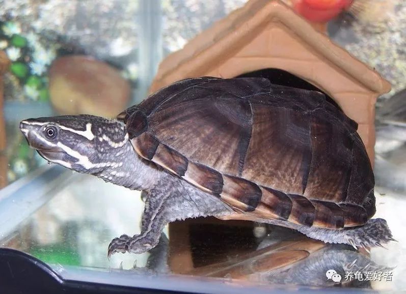 窄桥蛋龟为什么要用黑环境,多种颜色对蛋龟发色好吗
