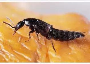 宝宝被蚊虫咬了之后该怎么处理,夏季蚊虫比较多如何避免宝宝被咬