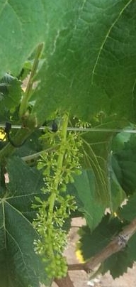 灰霉虫治什么病最好,灰霉穗轴病最好用药是什么