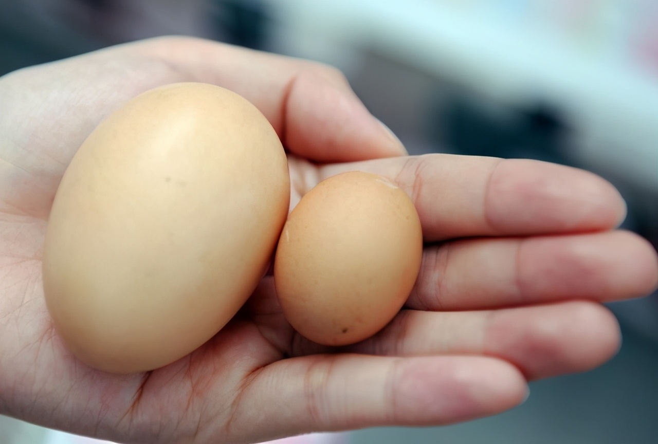 蛋鸡下鸽子一样的小蛋是怎么回事,蛋鸡下小蛋的原因及解决方法
