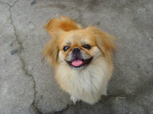 养了串串狗有必要换纯种狗吗,串串狗真的比纯种狗更健康吗