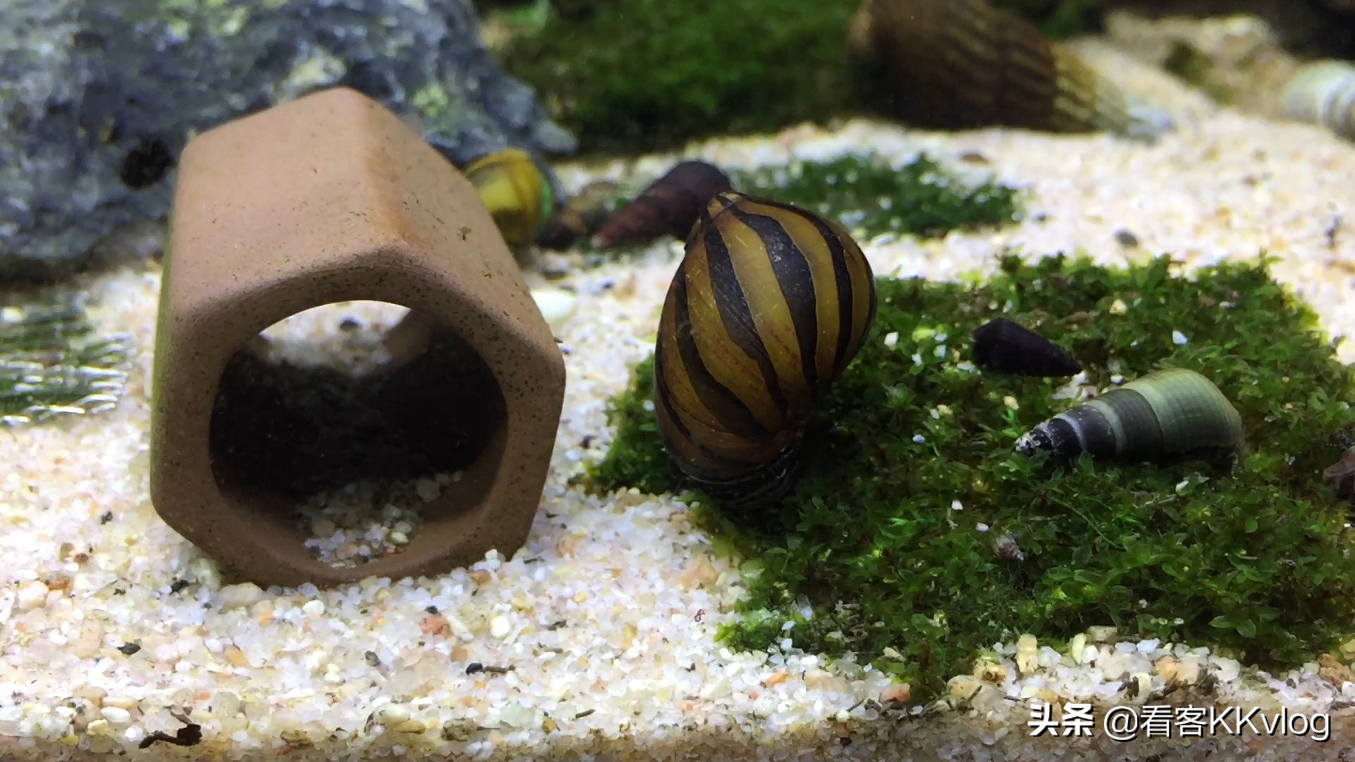 缸壁除藻能力最强的螺排名,哪种螺除藻效果好不乱繁殖