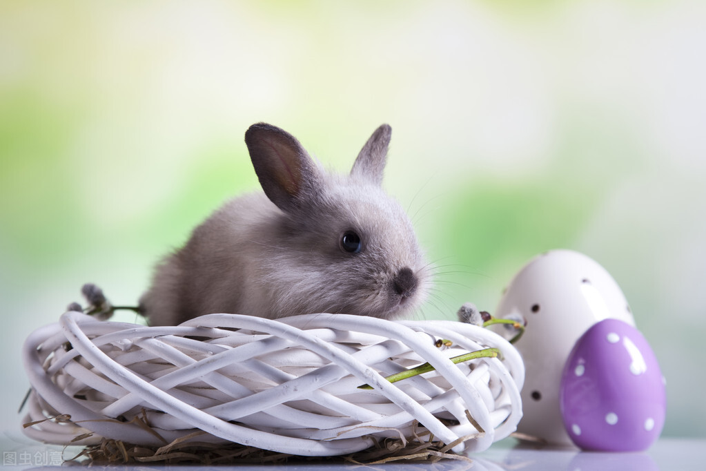 鍏斿瓙渚夸究鎬庝箞澶勭悊,鍏斿瓙渚夸究涓婃湁榛忔恫