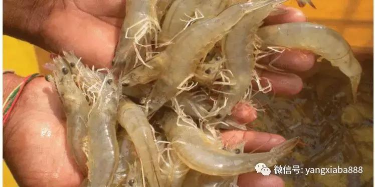 为什么虾病治不好,正确的处理虾的办法