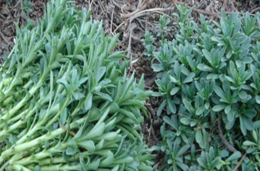 有一种野菜叫金不换,这种野菜300元一斤农村遍地都是