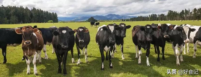 为什么巴奴只开在河南,巴奴董事长杜中兵简介
