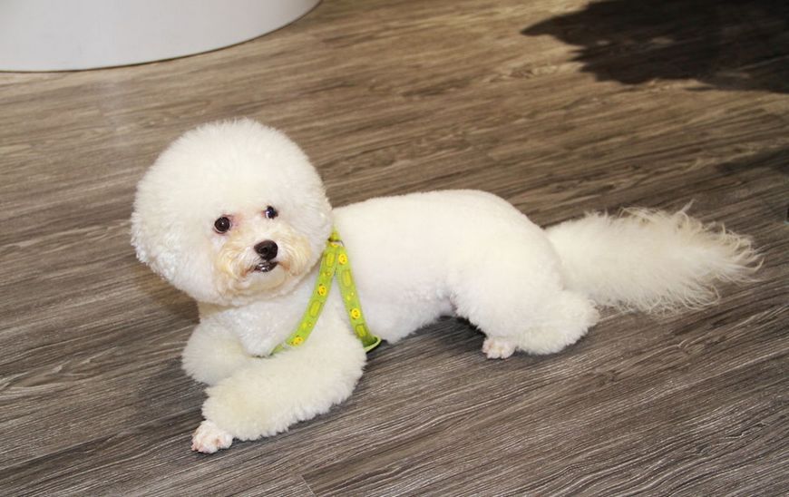 比熊犬为什么不建议养公的,比熊犬为什么不建议新手养