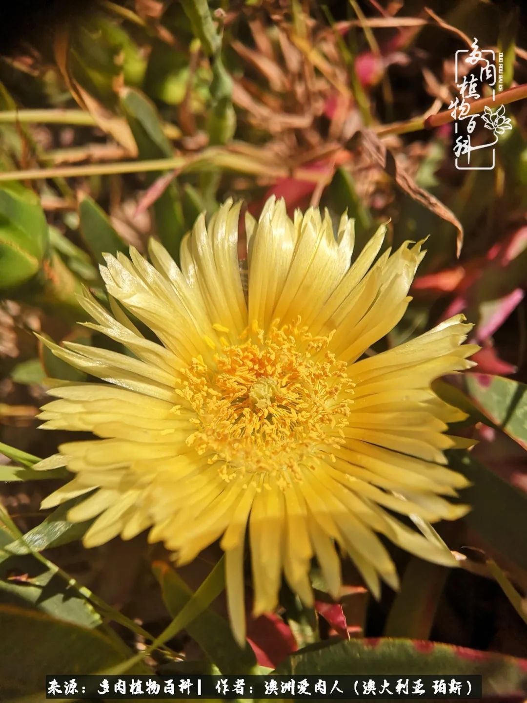 采蘑菇的小姑娘，“转行”来把多肉养