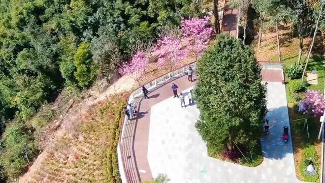 深圳海边最好的公园,深圳有几个靠海的公园