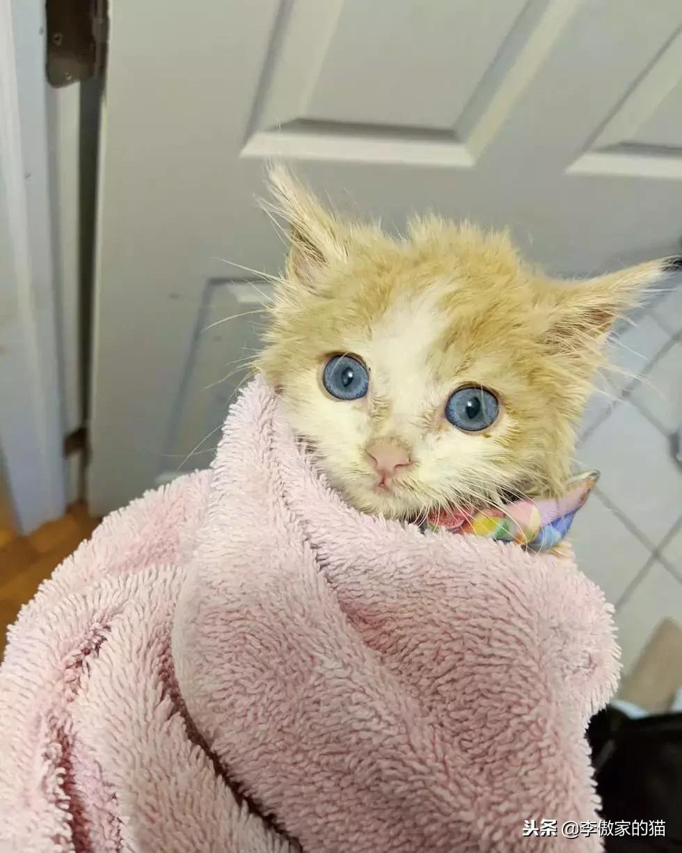 幸运的小小猫,幸运的猫咪全集