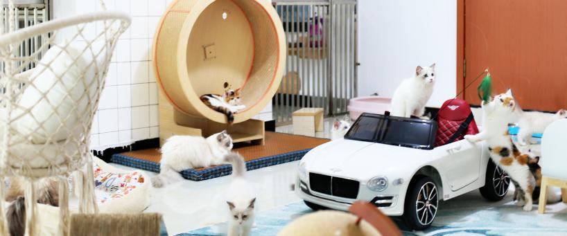 养一只布偶猫是什么感受啊,布偶猫好养吗有什么优点