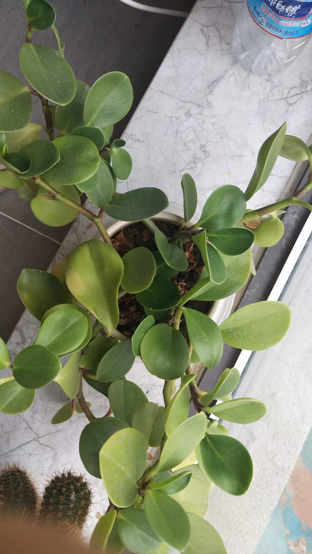 碧玉不绿,碧玉料子不好怎么养