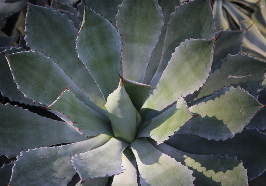 多肉植物龙舌兰养殖方法,龙舌兰多肉植物养殖方法