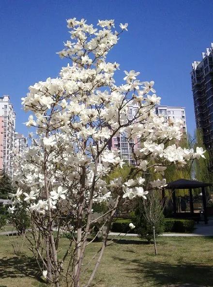 富贵吉祥的植物有哪些,最适合庭院种植的10种吉祥植物