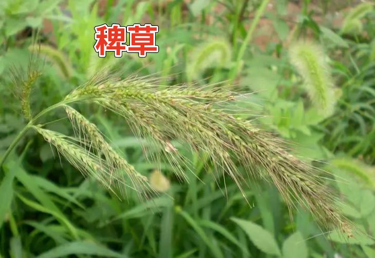 二甲戊灵除草剂的优点和缺点,二甲戊灵除草剂使用说明和方法