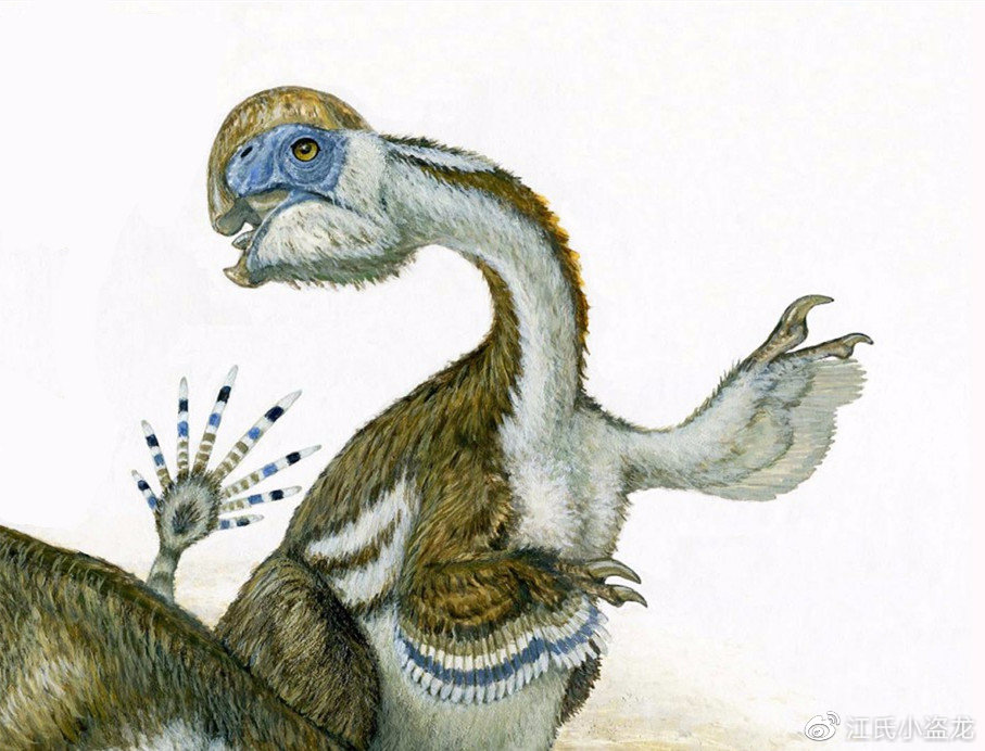 怪兽恐龙化石图片大全,恐龙化石里的怪兽