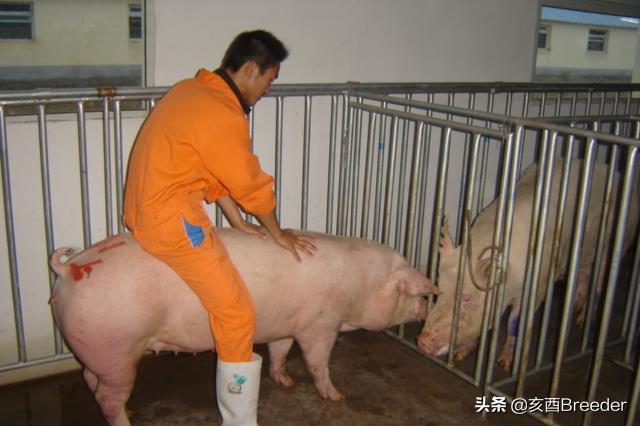 母猪发情鉴定及最佳配种时间判断,养母猪必会发情鉴定和适时配种