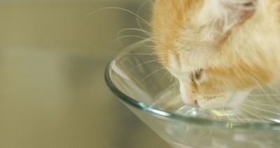 猫咪猫须被剪了,猫咪为什么要剪猫须