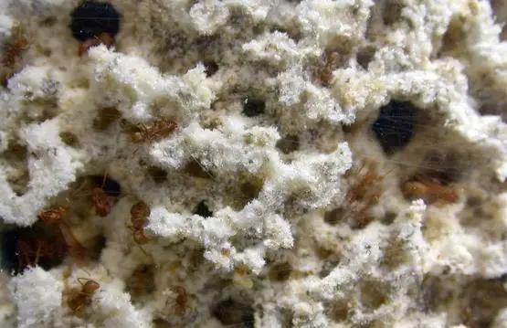 切叶蚁的真实视频,切叶蚁吃什么真菌