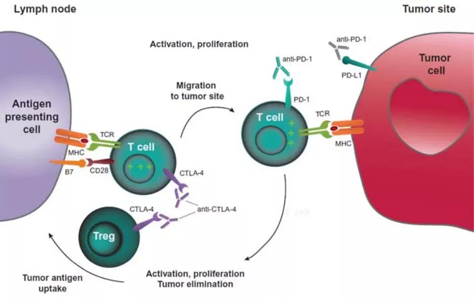 肿瘤突变负荷(TMB)能预测联合免疫治疗的疗效吗?|脑海Yeah