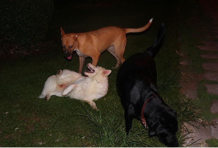 养狗6大误区你知道几个,养狗请看这7种误区你还在犯吗