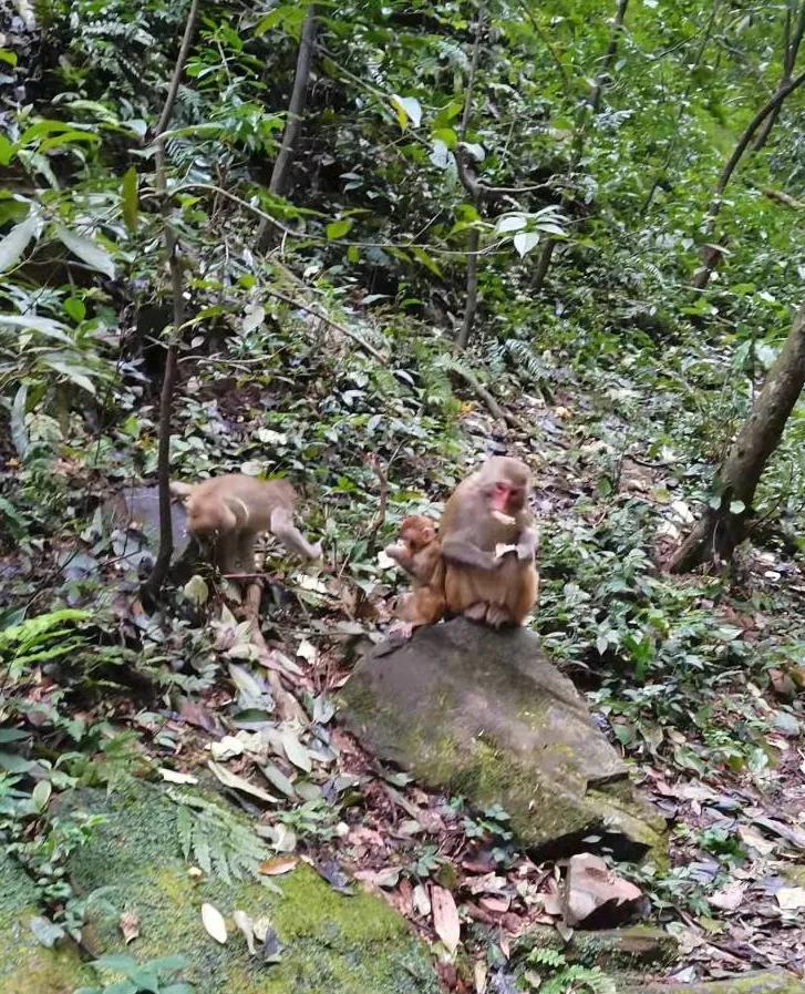 刘老师讲故事2.猴子是怎样学会爬树的