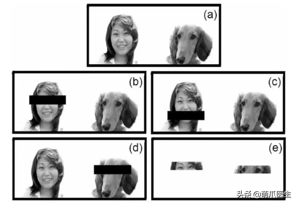 猫怎么越长越丑,为什么猫长得越丑越受欢迎