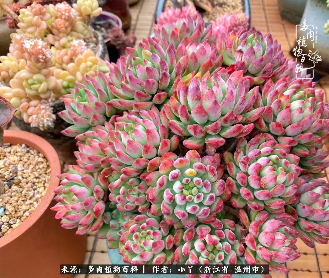 祖上无院家里无矿,一腔浪漫情怀付诸楼顶造花