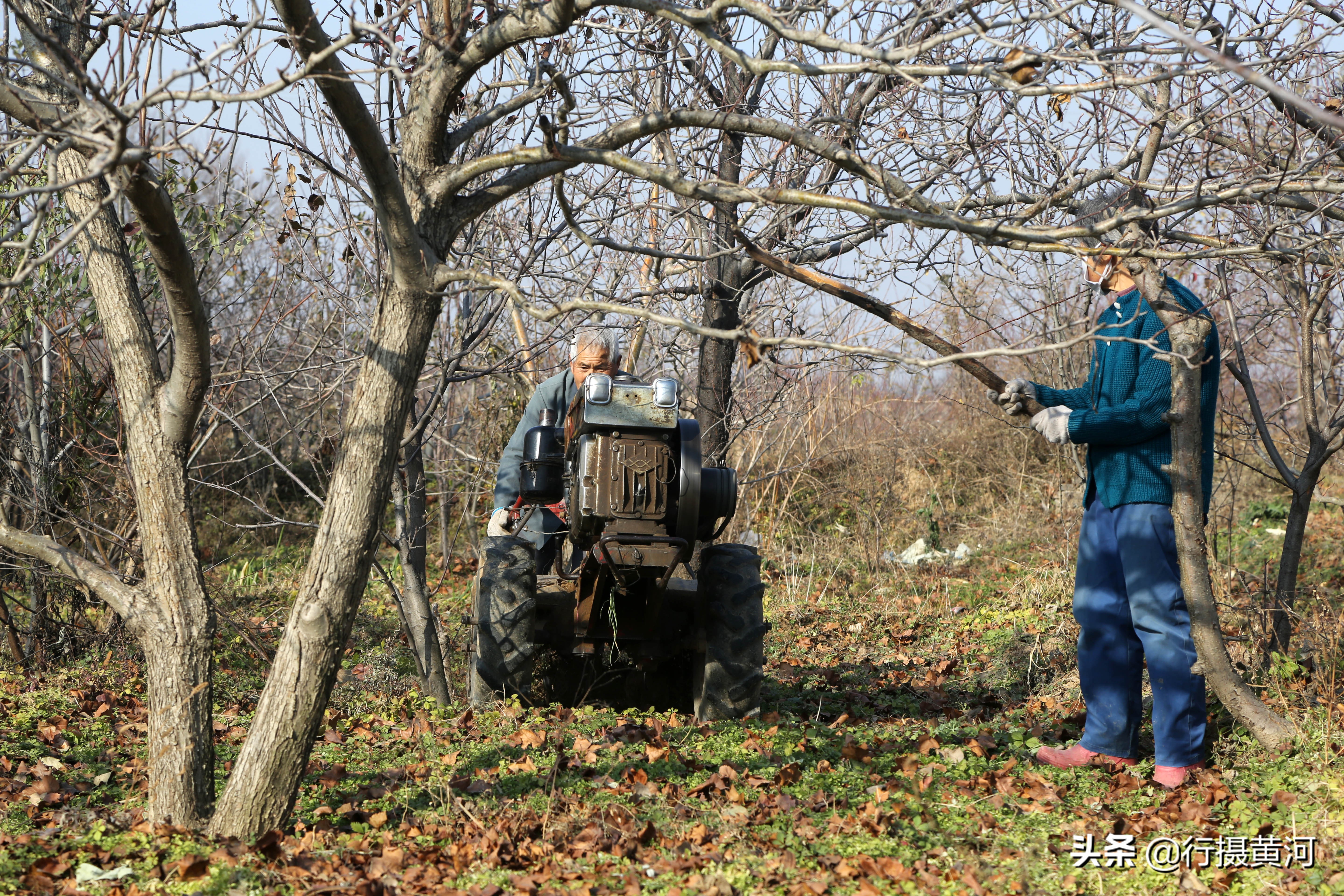 1985老铁牛55型拖拉机,铁牛力大无穷