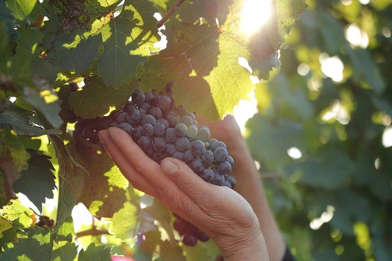 对话桑干总酿酒师余庆泉解锁国宴红酒西拉美味密码